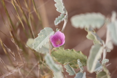 Hibiscus krichauffianus