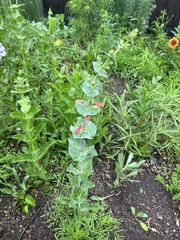 Penstemon murrayanus