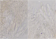 Moellerodiscus capillipes