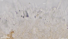 Moellerodiscus capillipes