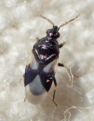 Orius tristicolor