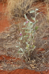 Hibiscus krichauffianus
