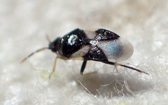 Orius tristicolor