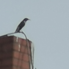 Spodiopsar cineraceus