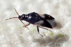 Orius tristicolor