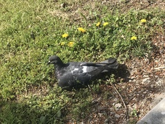 Columba livia domestica