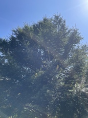 Taxus chinensis