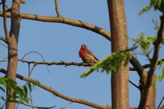 Haemorhous mexicanus