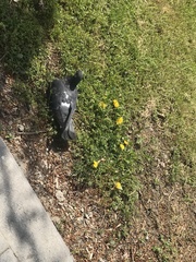 Columba livia domestica