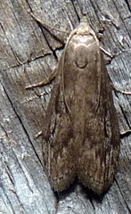 Aphomia terrenella