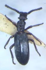 Dacoderinae