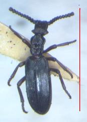 Dacoderinae