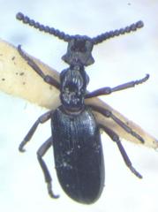 Dacoderinae