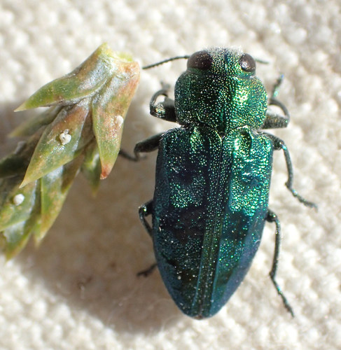 Greenish Flatheaded Borer