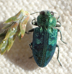 Chrysobothris viridicyanea