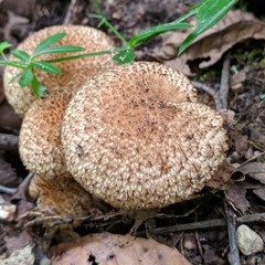 Lacrymaria echiniceps