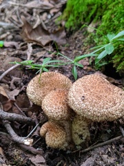 Lacrymaria echiniceps