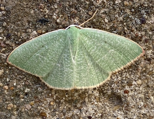 Rosy Emerald