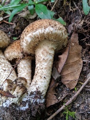 Lacrymaria echiniceps