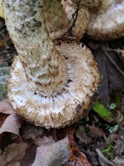 Lacrymaria echiniceps