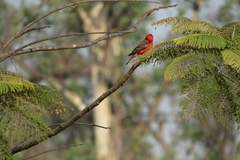 Pyrocephalus rubinus