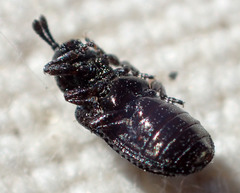 Brachycoryna dolorosa