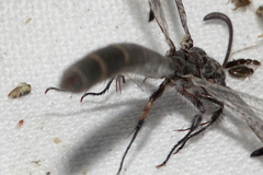 Protoplectrini