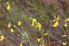 Crotalaria eremaea
