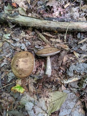Leccinum snellii