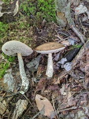 Leccinum snellii