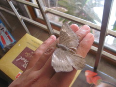 Euthalia aconthea
