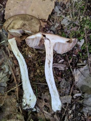 Leccinum snellii