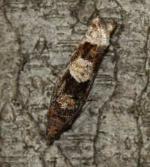 Pseudexentera maracana
