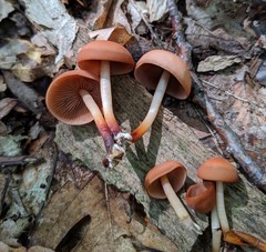 Marasmius cohaerens lachnophyllus