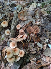 Marasmius cohaerens lachnophyllus