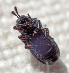 Brachycoryna dolorosa