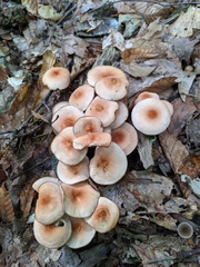 Marasmius cohaerens lachnophyllus