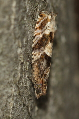 Pseudexentera maracana
