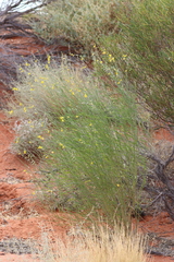 Crotalaria eremaea