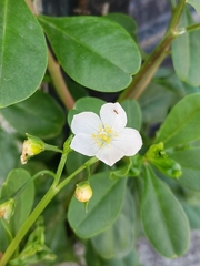 Talinum fruticosum