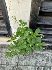 Talinum fruticosum