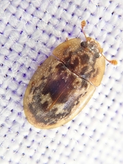 Lobiopa undulata