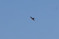 Cheramoeca leucosterna