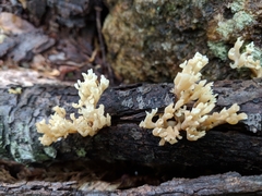 Artomyces pyxidatus