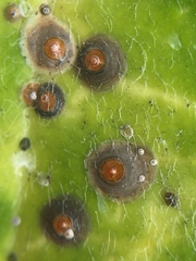 Chrysomphalus pinnulifer