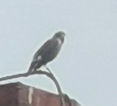 Spodiopsar cineraceus