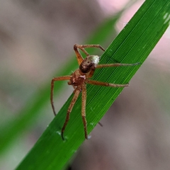 Philodromus marxi