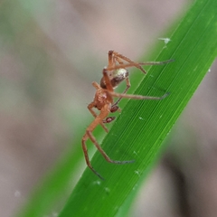 Philodromus marxi