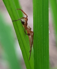 Philodromus marxi
