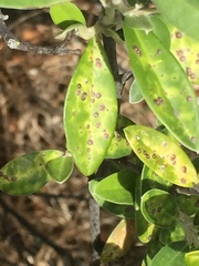 Chrysomphalus pinnulifer